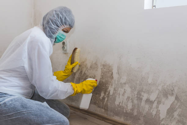Best HVAC Mold Remediation in Aledo, TX