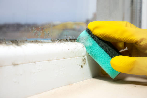 Best Post-Flood Mold Remediation in Aledo, TX