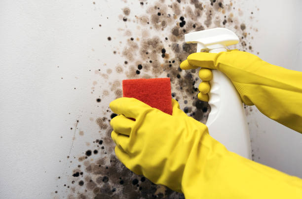 Best Localized Mold Remediation (e.g., coastal areas, humid climates) in Aledo, TX