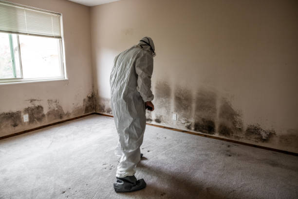 Best Post-Flood Mold Remediation in Aledo, TX