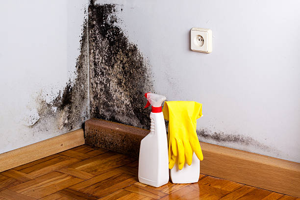 Reliable Aledo, TX Mold Remediation Solutions